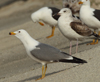Larus armenicus